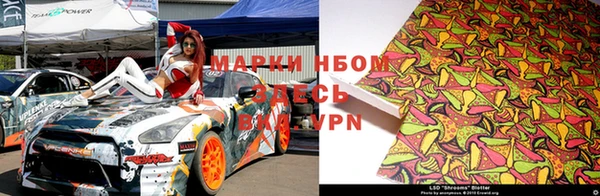 хмурый Аркадак